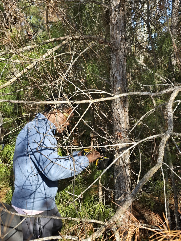 Image showing 🌳 Basic Ag Students Reading Tree Rings! 🌲 Mr. Turner's Basic Ag class is hard at work learning the science of dendrochronology (tree-ring dating)! 🧐  This hands-on technique allows students to determine a tree's exact age and even learn about its life history by examining the growth rings. What a great way to combine history, science, and agriculture! 💡  #TheDEN #BasicAg #TreeRingDating #Dendrochronology #AgScience #HandsOnLearning 🖤💛