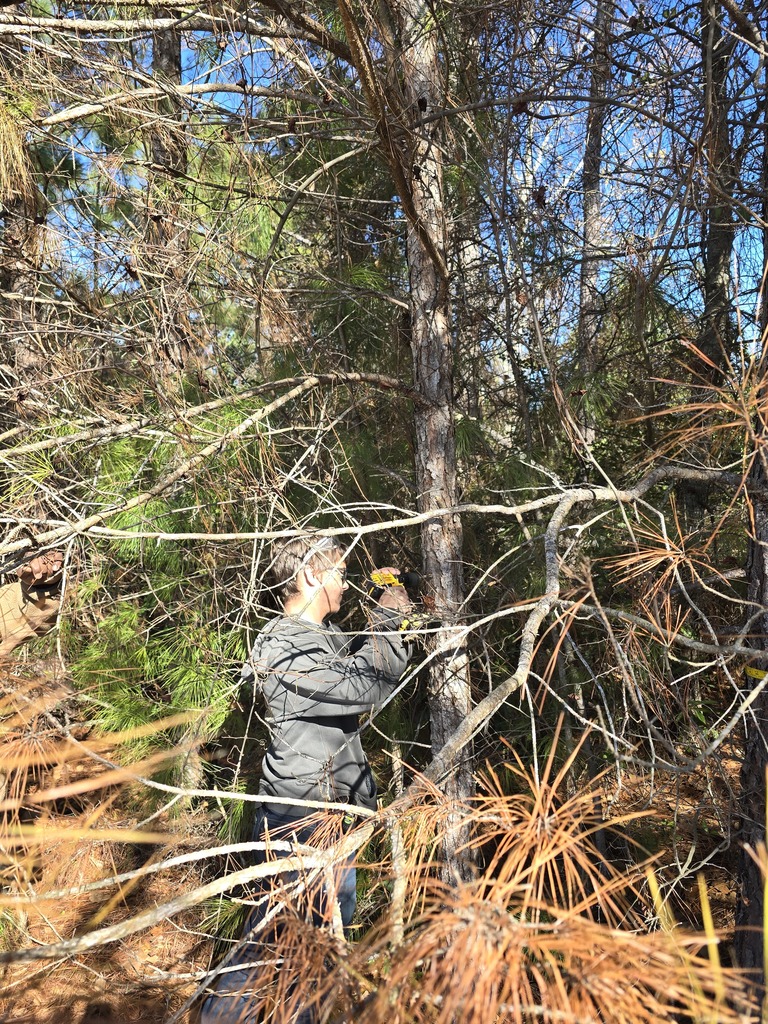 Image showing 🌳 Basic Ag Students Reading Tree Rings! 🌲 Mr. Turner's Basic Ag class is hard at work learning the science of dendrochronology (tree-ring dating)! 🧐  This hands-on technique allows students to determine a tree's exact age and even learn about its life history by examining the growth rings. What a great way to combine history, science, and agriculture! 💡  #TheDEN #BasicAg #TreeRingDating #Dendrochronology #AgScience #HandsOnLearning 🖤💛