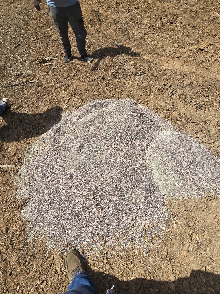 Image showing 🌱 Real-World Lessons in the Garden: Watch Your Step! 🚜 In Mr. Turner’s Horticulture class, we know that the best learning happens outside the four walls of a classroom. Recently, our students were busy spreading seed to get the campus ready for spring—but they picked up a very important lesson in physics along the way! The takeaway: When you’re operating a spreader, you have to keep your eyes on the ground. One hidden hole or a bit of uneven turf is all it takes to flip your equipment and send your seed flying! Don't worry! The seeds were salvaged after the mishap. Ag education is all about trial, error, and adjustment. Our Tigers dusted themselves off, leveled out their path, and got back to work. Experience is the best teacher! 🐯🖤💛 #TheDEN #Horticulture #LearningByDoing #AgLife #WatchTheHoles #TigerPride