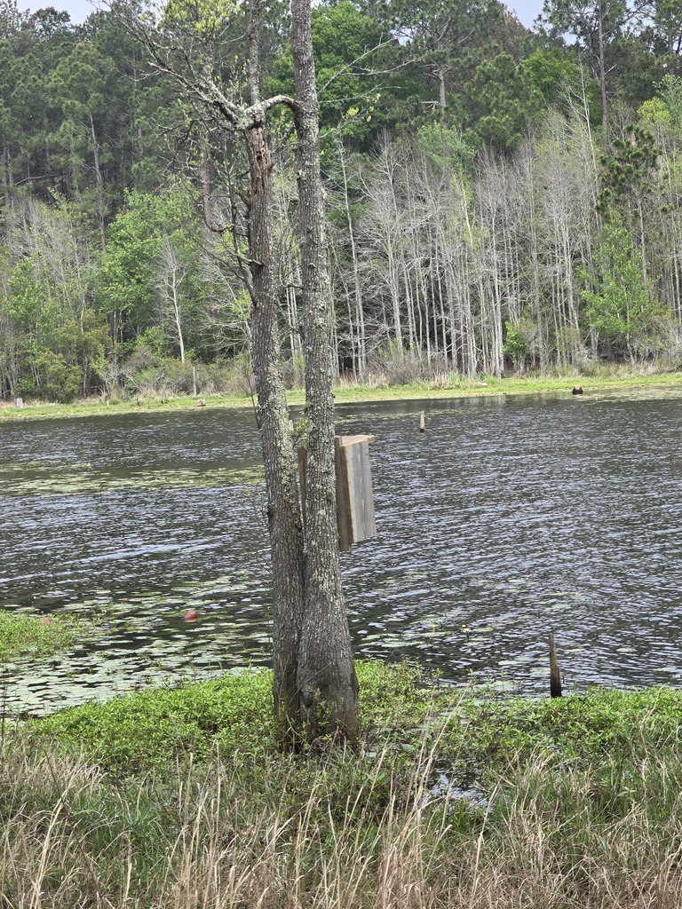 Image showing 🦆 New Five-Star Accommodations at the PFA: Ag Mechanics Builds Duck Boxes! 🪵 Our Ag Mechanics students are officially helping the local wildlife move into some prime real estate! The class completed and personally installed custom-built duck boxes at the Evans County Public Fishing Area (PFA). The students had the privilege of working alongside Caleb Mills, a Wildlife Technician at the PFA, to learn exactly where and how these boxes should be placed to best support local nesting waterfowl. This project was the perfect blend of classroom skill and environmental stewardship. What the Tigers Accomplished: Precision Woodworking: Building durable, weather-resistant duck boxes designed for the elements. Wood Preservation: Applying techniques to ensure the structures last for many seasons to come. Field Installation: Getting hands-on experience in the habitat, ensuring the boxes were securely and correctly positioned. Seeing their hard work move from the shop to the water was a proud moment for these students. A huge Thank You to Caleb Mills and the Evans County PFA team for letting our Tigers play a part in local conservation! 🐯🖤💛 #TheDEN #AgMechanics #DuckBoxes #WildlifeConservation #EvansCountyPFA #HandsOnLearning