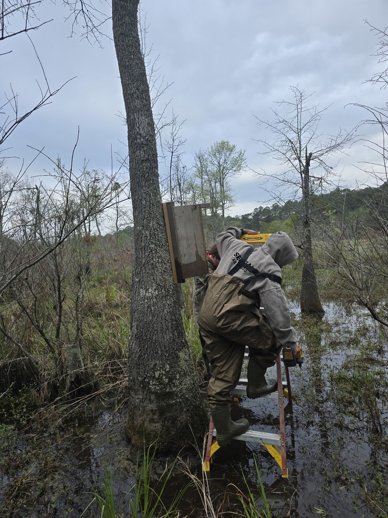 Image showing 🦆 New Five-Star Accommodations at the PFA: Ag Mechanics Builds Duck Boxes! 🪵 Our Ag Mechanics students are officially helping the local wildlife move into some prime real estate! The class completed and personally installed custom-built duck boxes at the Evans County Public Fishing Area (PFA). The students had the privilege of working alongside Caleb Mills, a Wildlife Technician at the PFA, to learn exactly where and how these boxes should be placed to best support local nesting waterfowl. This project was the perfect blend of classroom skill and environmental stewardship. What the Tigers Accomplished: Precision Woodworking: Building durable, weather-resistant duck boxes designed for the elements. Wood Preservation: Applying techniques to ensure the structures last for many seasons to come. Field Installation: Getting hands-on experience in the habitat, ensuring the boxes were securely and correctly positioned. Seeing their hard work move from the shop to the water was a proud moment for these students. A huge Thank You to Caleb Mills and the Evans County PFA team for letting our Tigers play a part in local conservation! 🐯🖤💛 #TheDEN #AgMechanics #DuckBoxes #WildlifeConservation #EvansCountyPFA #HandsOnLearning