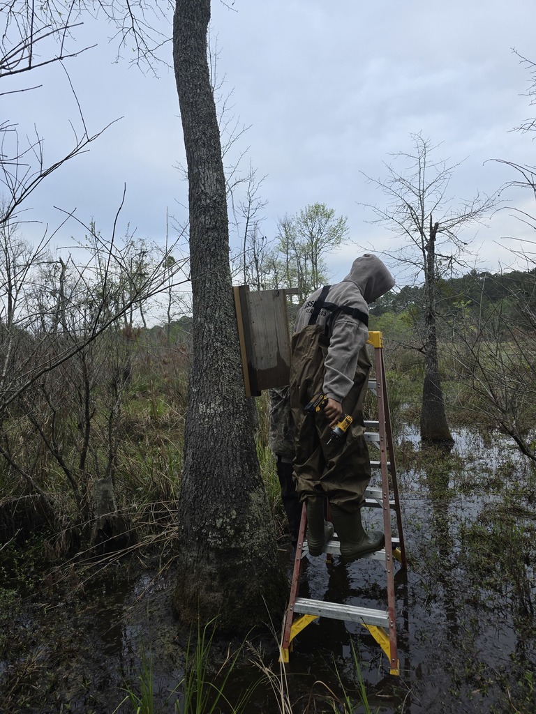 Image showing 🦆 New Five-Star Accommodations at the PFA: Ag Mechanics Builds Duck Boxes! 🪵 Our Ag Mechanics students are officially helping the local wildlife move into some prime real estate! The class completed and personally installed custom-built duck boxes at the Evans County Public Fishing Area (PFA). The students had the privilege of working alongside Caleb Mills, a Wildlife Technician at the PFA, to learn exactly where and how these boxes should be placed to best support local nesting waterfowl. This project was the perfect blend of classroom skill and environmental stewardship. What the Tigers Accomplished: Precision Woodworking: Building durable, weather-resistant duck boxes designed for the elements. Wood Preservation: Applying techniques to ensure the structures last for many seasons to come. Field Installation: Getting hands-on experience in the habitat, ensuring the boxes were securely and correctly positioned. Seeing their hard work move from the shop to the water was a proud moment for these students. A huge Thank You to Caleb Mills and the Evans County PFA team for letting our Tigers play a part in local conservation! 🐯🖤💛 #TheDEN #AgMechanics #DuckBoxes #WildlifeConservation #EvansCountyPFA #HandsOnLearning