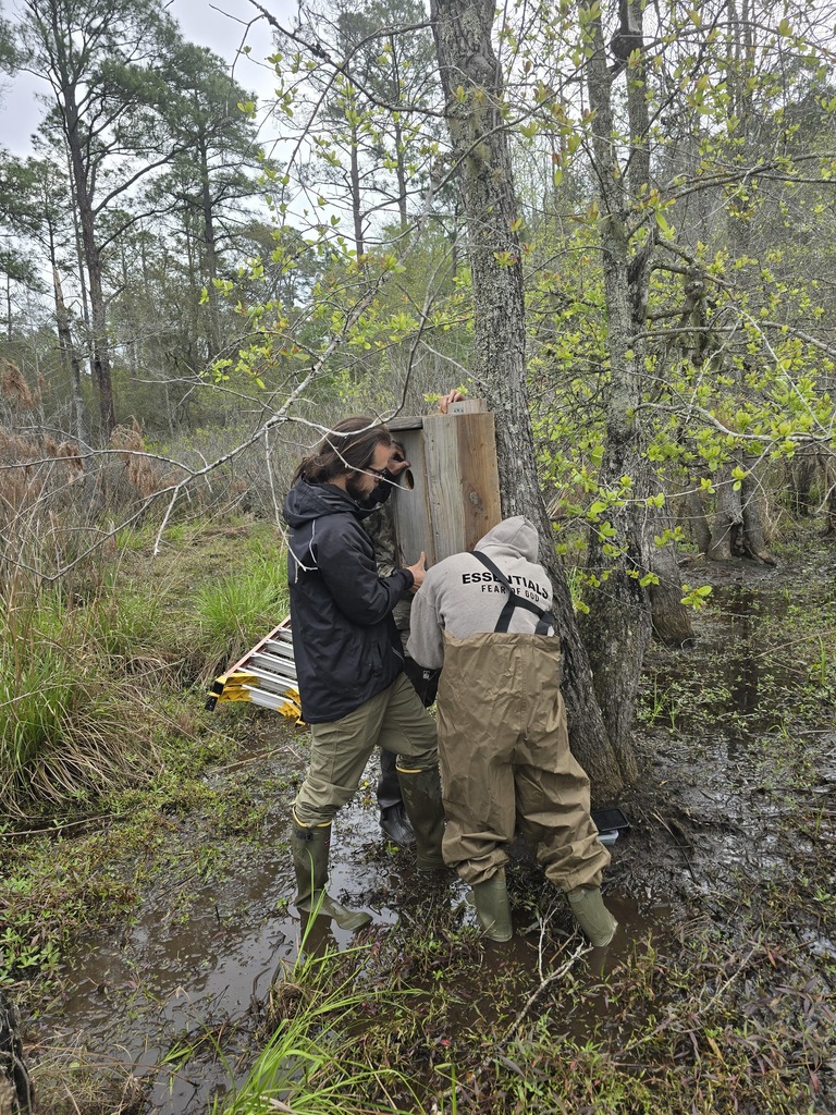 Image showing 🦆 New Five-Star Accommodations at the PFA: Ag Mechanics Builds Duck Boxes! 🪵 Our Ag Mechanics students are officially helping the local wildlife move into some prime real estate! The class completed and personally installed custom-built duck boxes at the Evans County Public Fishing Area (PFA). The students had the privilege of working alongside Caleb Mills, a Wildlife Technician at the PFA, to learn exactly where and how these boxes should be placed to best support local nesting waterfowl. This project was the perfect blend of classroom skill and environmental stewardship. What the Tigers Accomplished: Precision Woodworking: Building durable, weather-resistant duck boxes designed for the elements. Wood Preservation: Applying techniques to ensure the structures last for many seasons to come. Field Installation: Getting hands-on experience in the habitat, ensuring the boxes were securely and correctly positioned. Seeing their hard work move from the shop to the water was a proud moment for these students. A huge Thank You to Caleb Mills and the Evans County PFA team for letting our Tigers play a part in local conservation! 🐯🖤💛 #TheDEN #AgMechanics #DuckBoxes #WildlifeConservation #EvansCountyPFA #HandsOnLearning