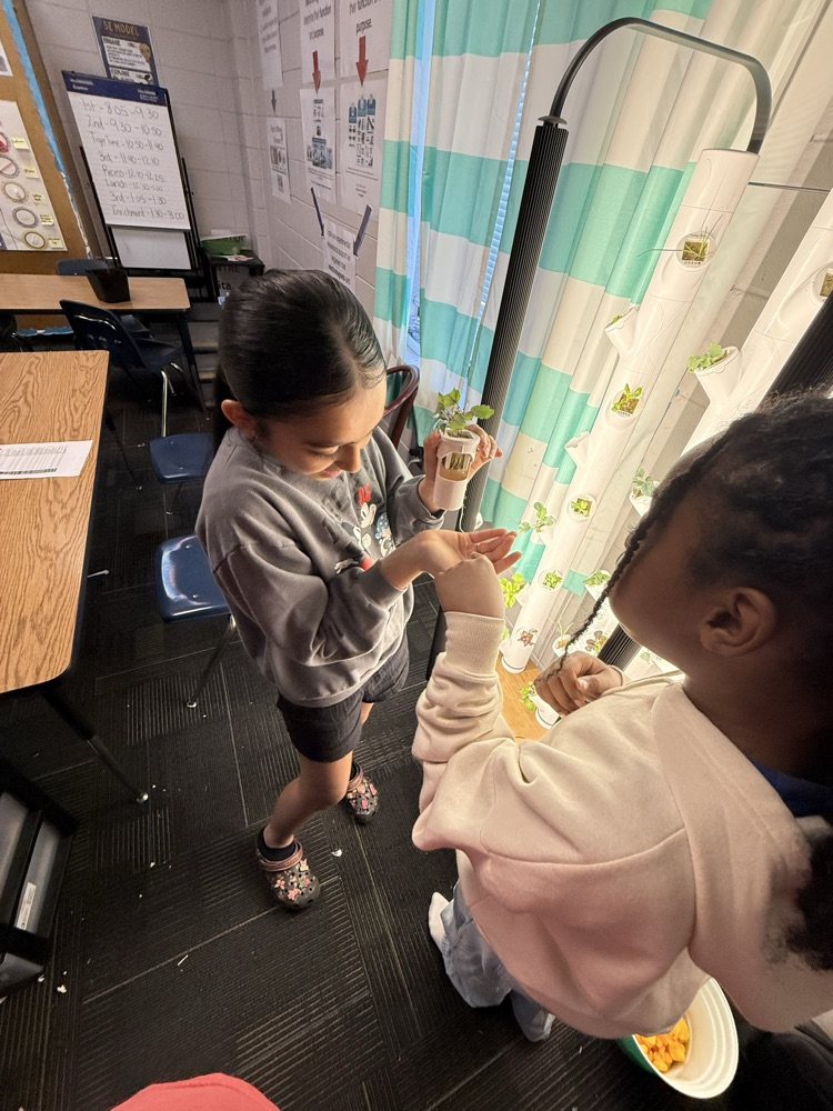 hydroponics pictures