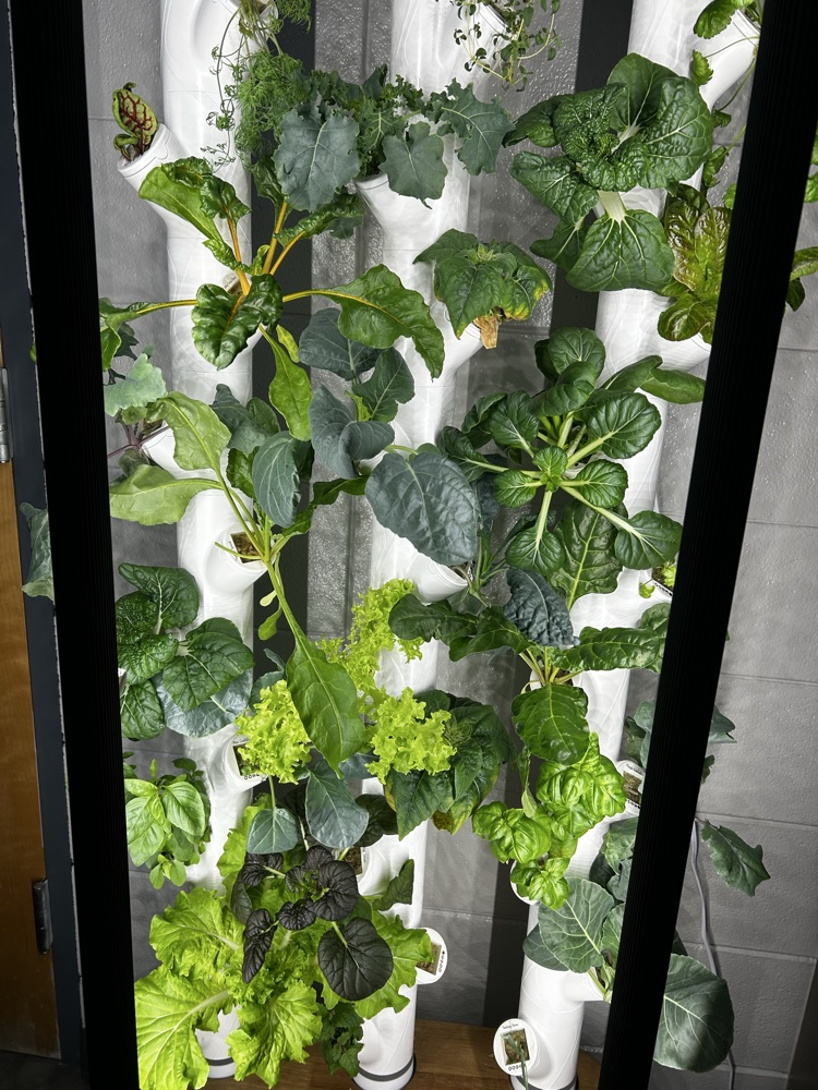 hydroponics pictures