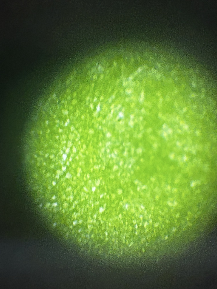 hydroponics pictures