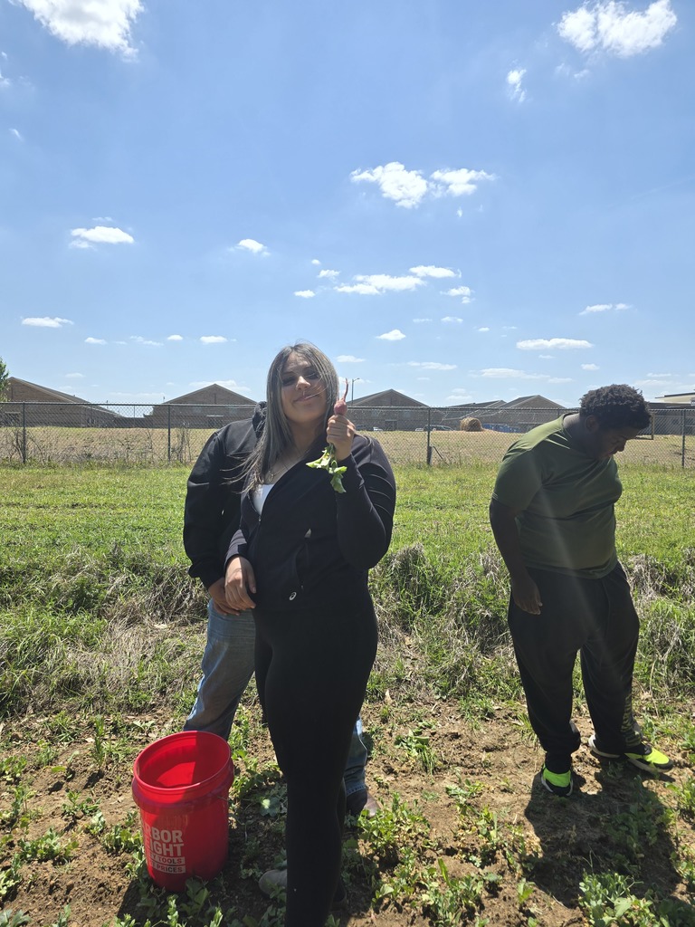 Image showing 🧪 The Art of the Pickling: Cross-Curricular Success! 🧅  Cross-curricular education is in full swing at CHS! Our Horticulture students recently harvested a beautiful crop of radishes and onions they previously planted, but instead of just a salad, they turned them into a lesson on food preservation.  Special thanks to Mrs. Hart for inviting the students to the culinary arts kitchen so she could give them a hands on less on pickling. Students learned how preservation can impact food waste, shelf life, and nutritional value.  Watching our students apply their Ag knowledge to a Culinary setting is exactly what career readiness is all about. Not only did they gain a new skill, but they also got to take home the literal "fruits" (well, technically the veggies) of their labor! 🐯💪  #TheDEN #CTAE #AgScience #FoodPreservation #LearningByDoing #ClaxtonHigh