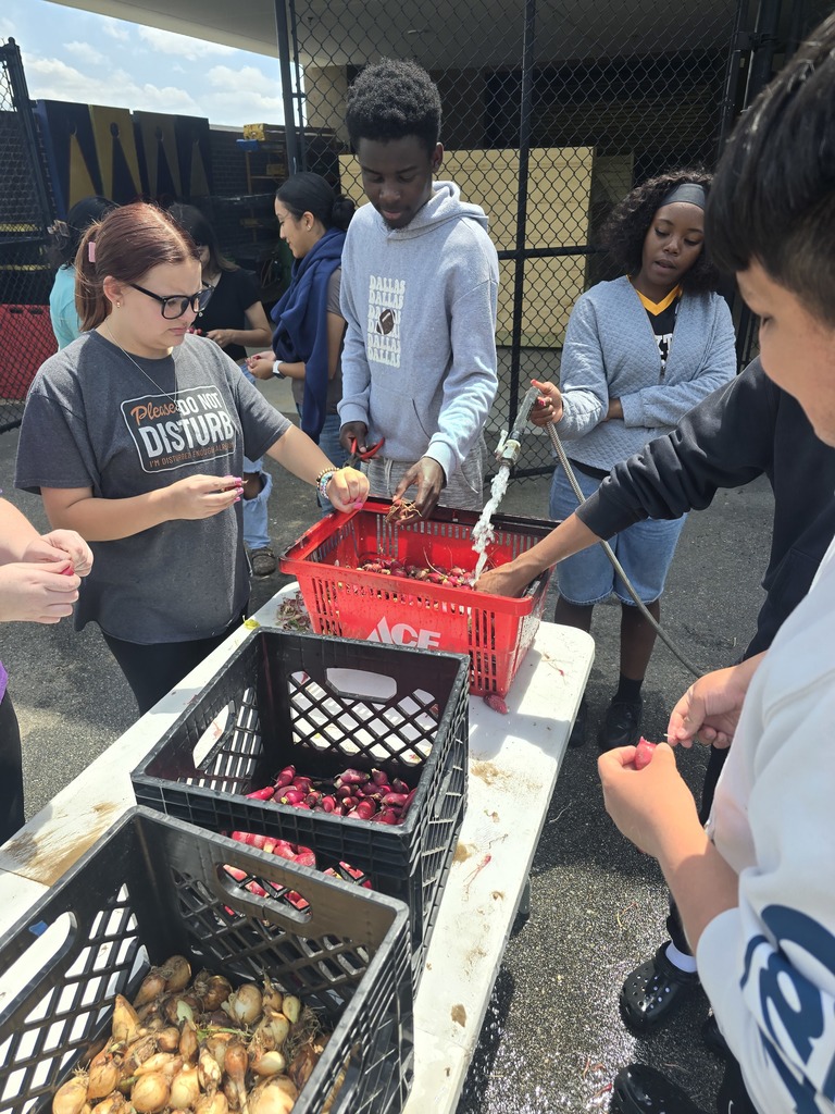 Image showing 🧪 The Art of the Pickling: Cross-Curricular Success! 🧅  Cross-curricular education is in full swing at CHS! Our Horticulture students recently harvested a beautiful crop of radishes and onions they previously planted, but instead of just a salad, they turned them into a lesson on food preservation.  Special thanks to Mrs. Hart for inviting the students to the culinary arts kitchen so she could give them a hands on less on pickling. Students learned how preservation can impact food waste, shelf life, and nutritional value.  Watching our students apply their Ag knowledge to a Culinary setting is exactly what career readiness is all about. Not only did they gain a new skill, but they also got to take home the literal "fruits" (well, technically the veggies) of their labor! 🐯💪  #TheDEN #CTAE #AgScience #FoodPreservation #LearningByDoing #ClaxtonHigh