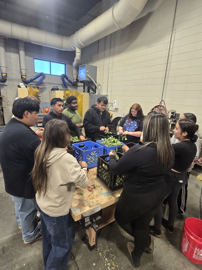 Image showing 🧪 The Art of the Pickling: Cross-Curricular Success! 🧅  Cross-curricular education is in full swing at CHS! Our Horticulture students recently harvested a beautiful crop of radishes and onions they previously planted, but instead of just a salad, they turned them into a lesson on food preservation.  Special thanks to Mrs. Hart for inviting the students to the culinary arts kitchen so she could give them a hands on less on pickling. Students learned how preservation can impact food waste, shelf life, and nutritional value.  Watching our students apply their Ag knowledge to a Culinary setting is exactly what career readiness is all about. Not only did they gain a new skill, but they also got to take home the literal "fruits" (well, technically the veggies) of their labor! 🐯💪  #TheDEN #CTAE #AgScience #FoodPreservation #LearningByDoing #ClaxtonHigh