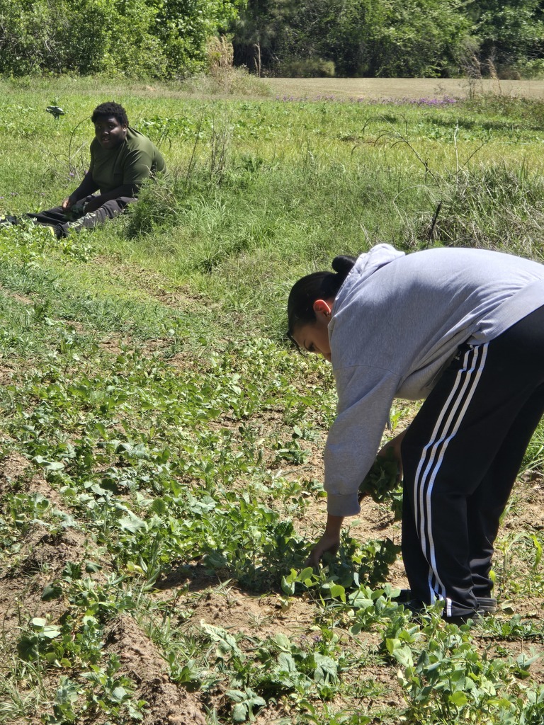 Image showing 🧪 The Art of the Pickling: Cross-Curricular Success! 🧅  Cross-curricular education is in full swing at CHS! Our Horticulture students recently harvested a beautiful crop of radishes and onions they previously planted, but instead of just a salad, they turned them into a lesson on food preservation.  Special thanks to Mrs. Hart for inviting the students to the culinary arts kitchen so she could give them a hands on less on pickling. Students learned how preservation can impact food waste, shelf life, and nutritional value.  Watching our students apply their Ag knowledge to a Culinary setting is exactly what career readiness is all about. Not only did they gain a new skill, but they also got to take home the literal "fruits" (well, technically the veggies) of their labor! 🐯💪  #TheDEN #CTAE #AgScience #FoodPreservation #LearningByDoing #ClaxtonHigh