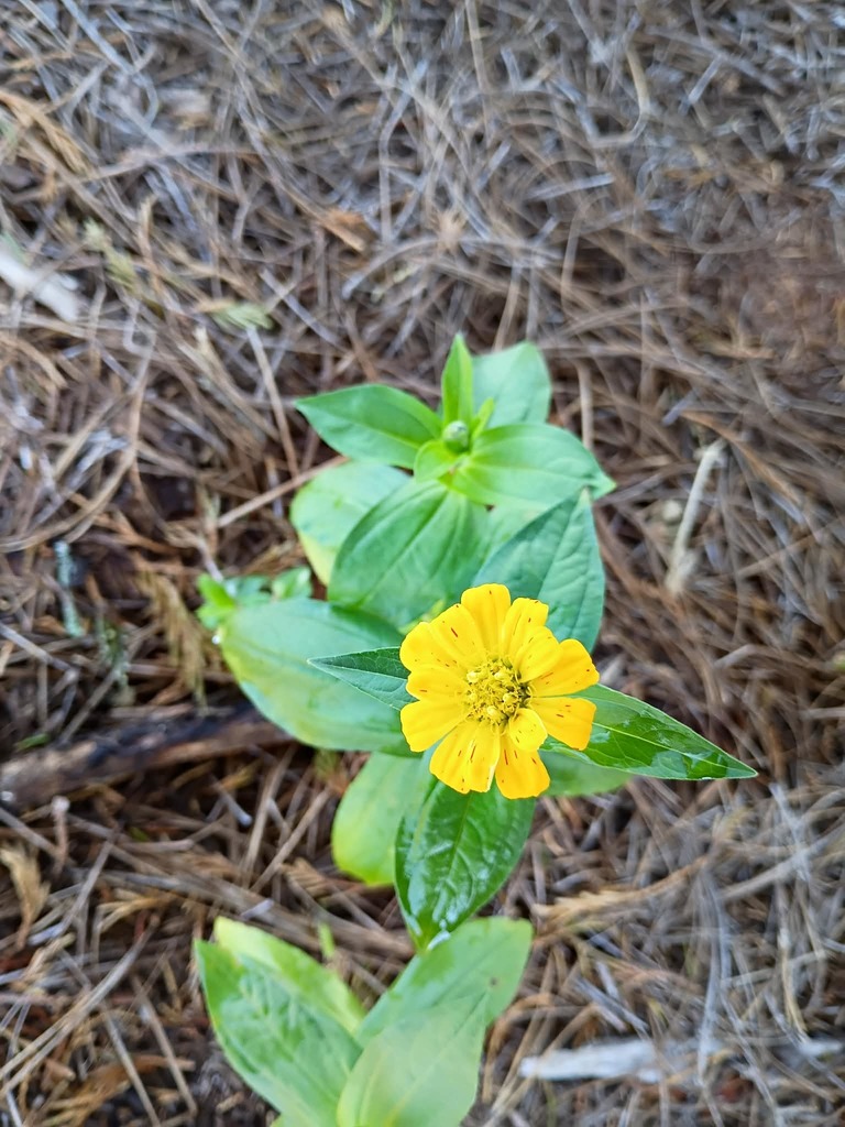 PreK Harvest