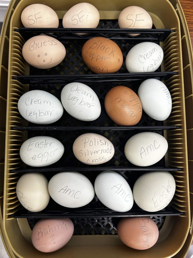 picture of eggs