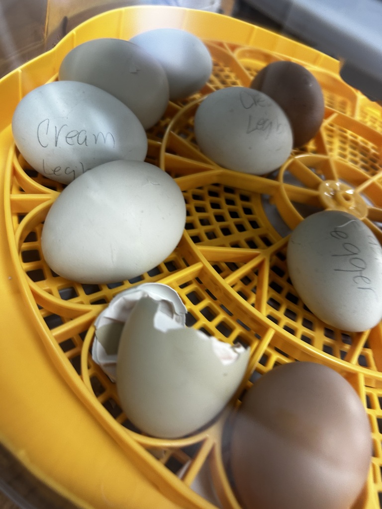 Chicken Hatching Out