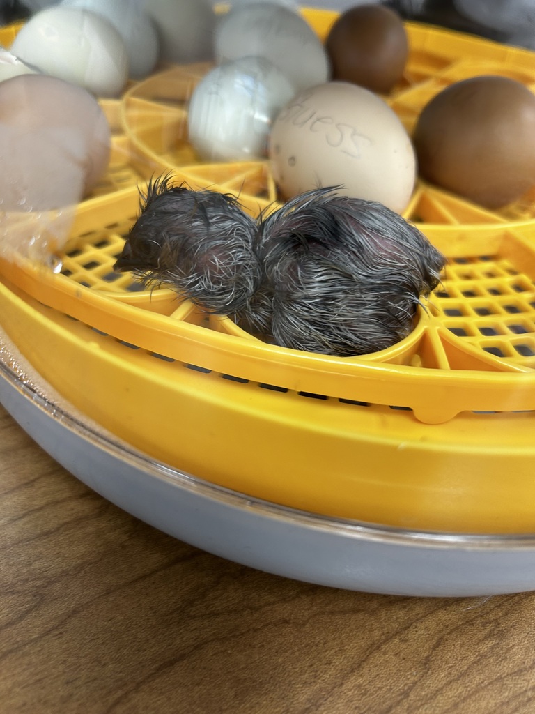 Chicken Hatching Out