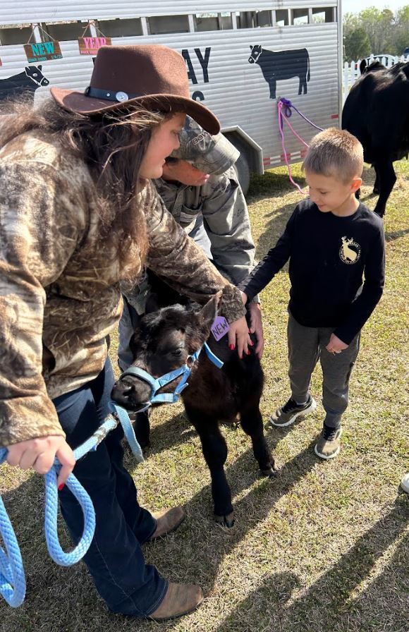 CES K-2 Calf Story