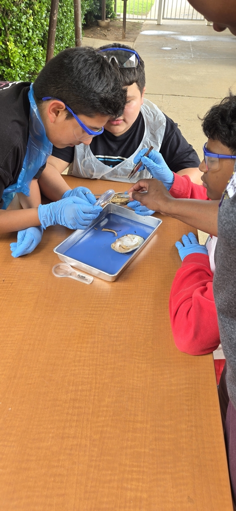 Hommel's fifth graders were able to dissect; analyze;and explain how clams use its structures and functions to survive in their environment.