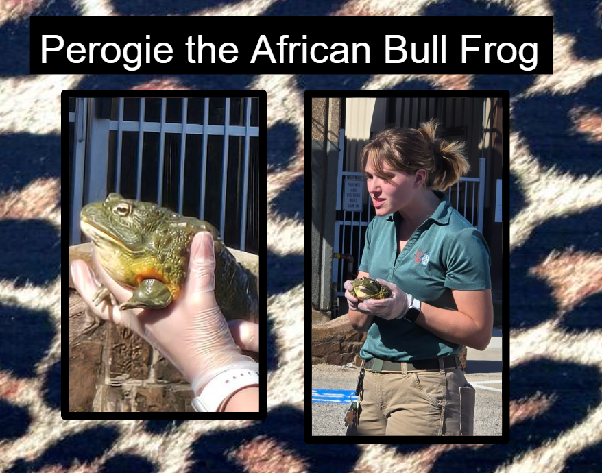 Hommel wants to thank Ms.Robin and Ms. Kendyl from the Fort Worth Zoo 'WILD ONES' Education Program. They spent the last 2 days with our students in grades 2-5  supporting our science curriculum in the most fun way possible!  