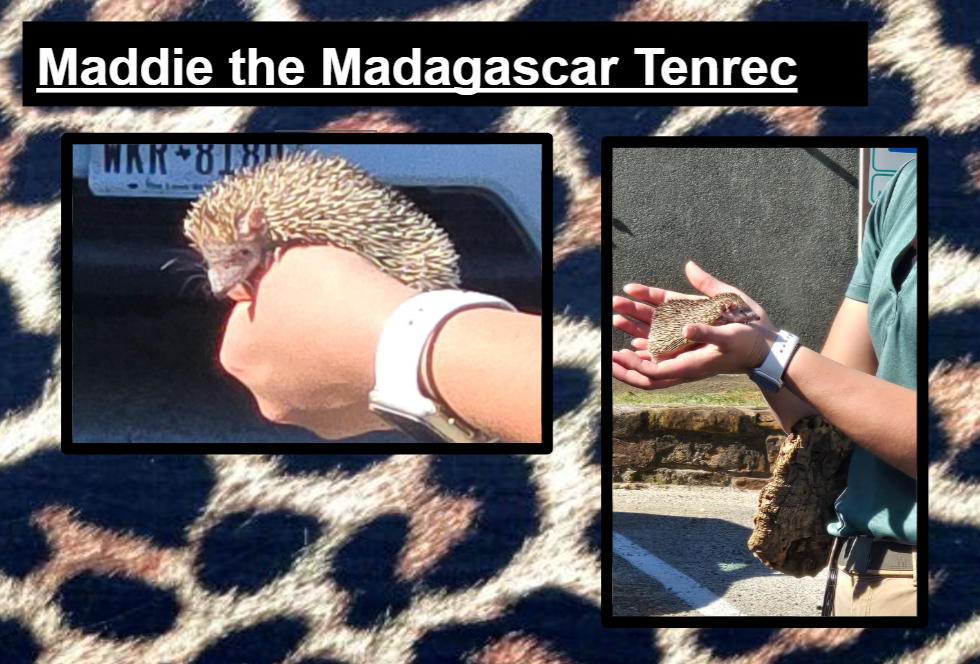 Hommel wants to thank Ms.Robin and Ms. Kendyl from the Fort Worth Zoo 'WILD ONES' Education Program. They spent the last 2 days with our students in grades 2-5  supporting our science curriculum in the most fun way possible!  