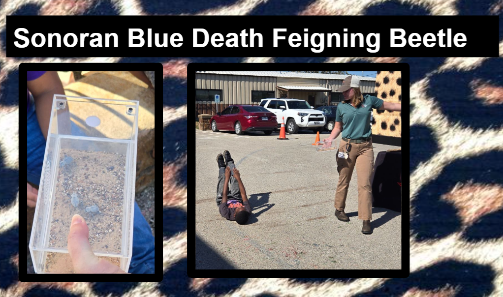 More fun from The Fort Worth Zoo 'WILD ONES' Education Program!  