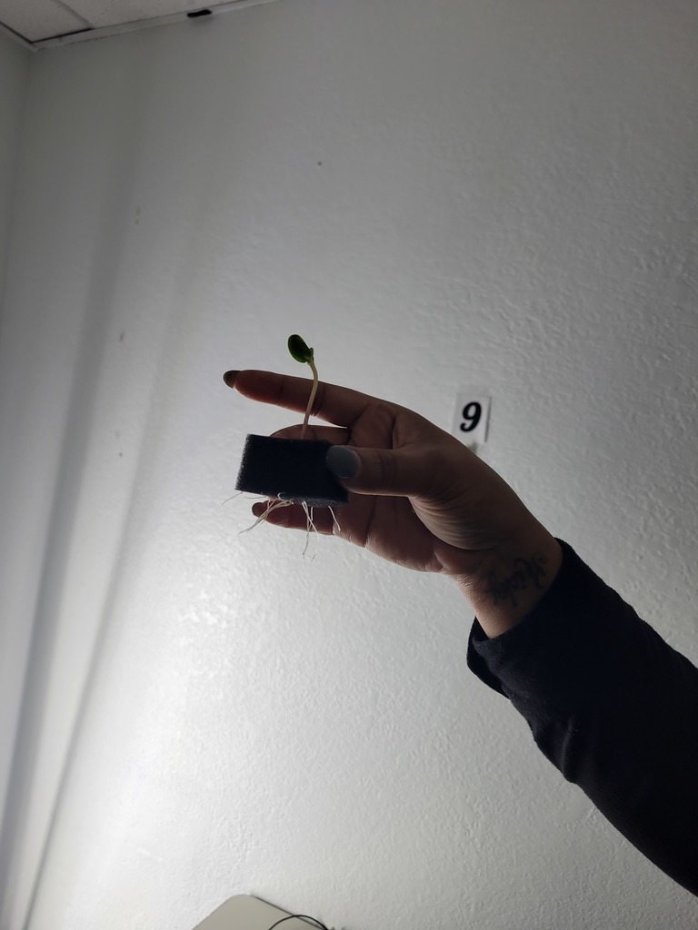 sprouts