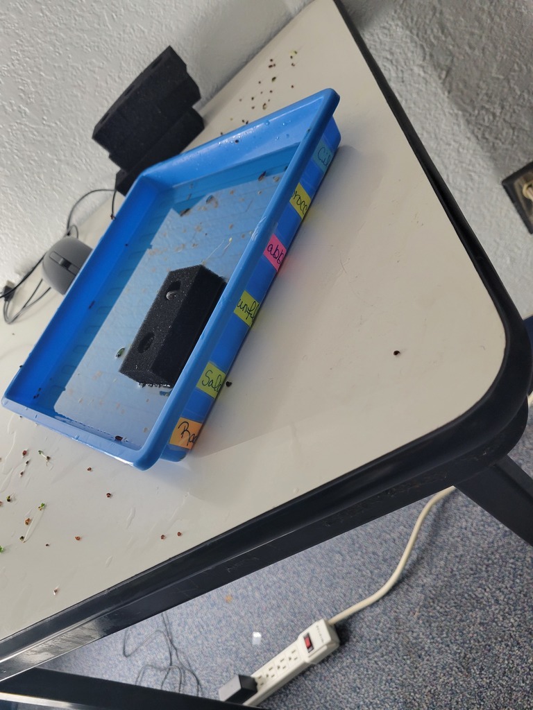 seeds to sprouts