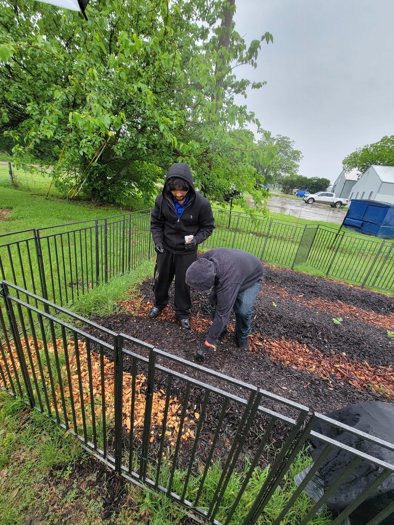 planting squash