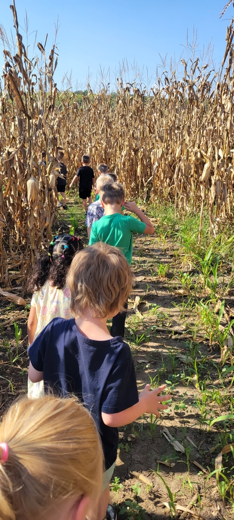 corn field