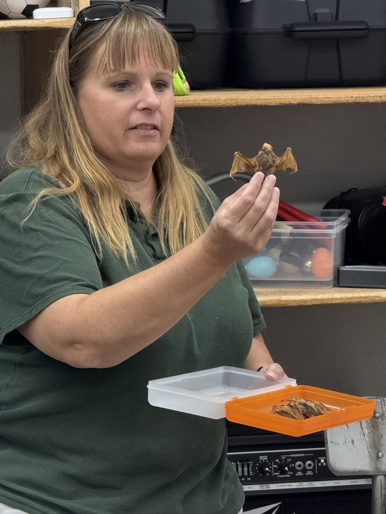 dried bats