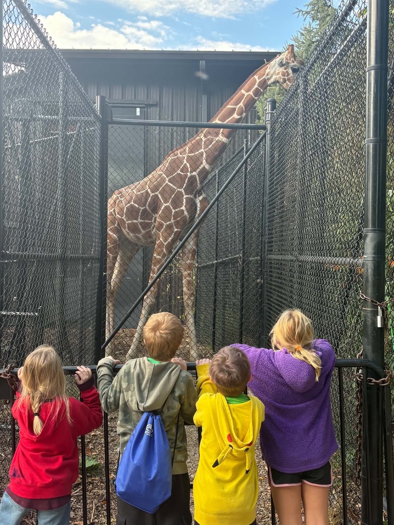 giraffe