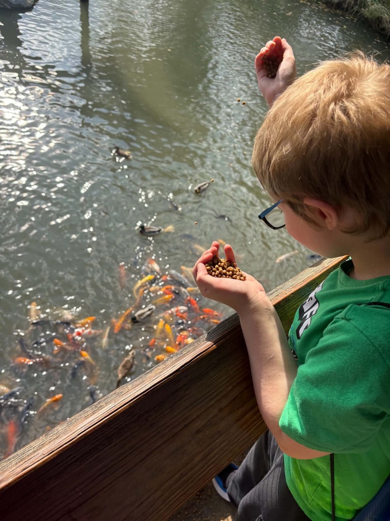 feeding fish