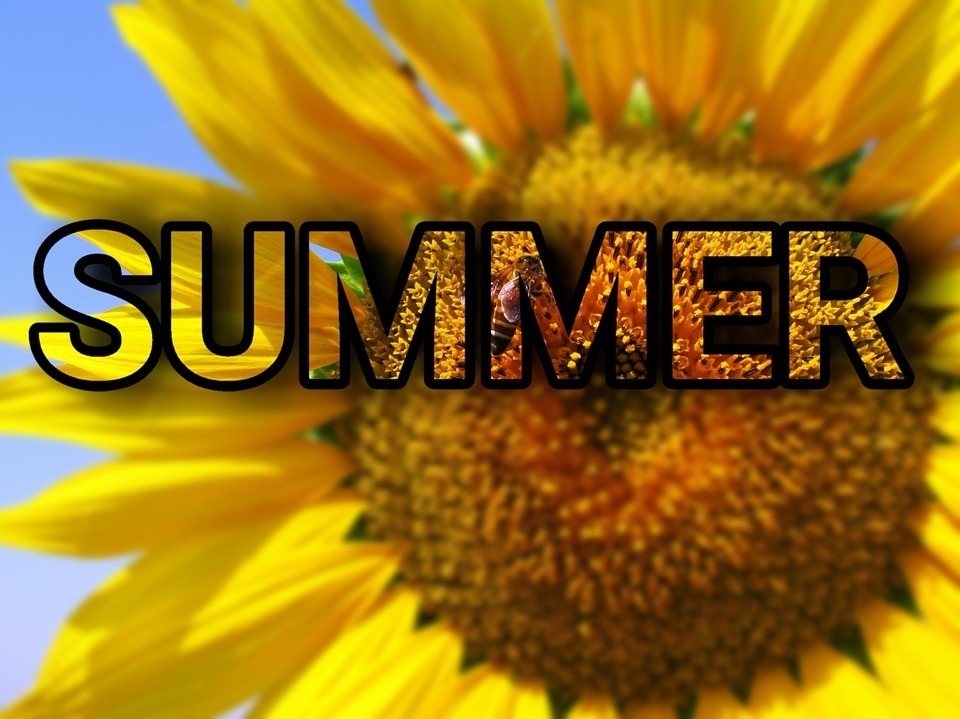 Summer Sunflower