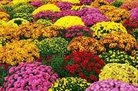 mum sales