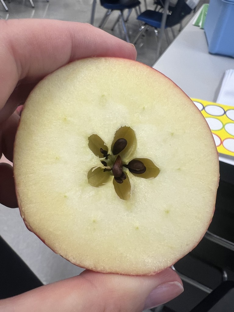 Exploring  apples in Ms. Weston's class!
