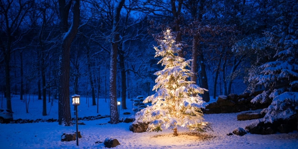 Christmas Tree in Forest