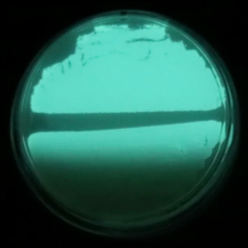 bacteria glowing