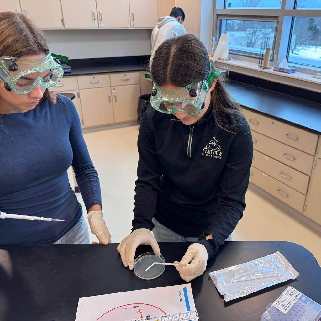 students apply CRISPR gene-editing technology to modify a bacterial genome by knocking out a bacterial gene