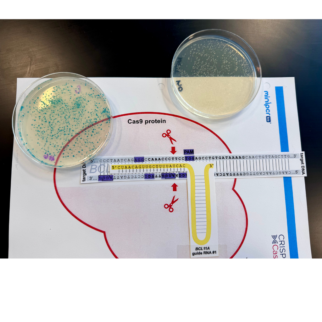 apply CRISPR gene-editing technology to modify a bacterial genome by knocking out a bacterial gene