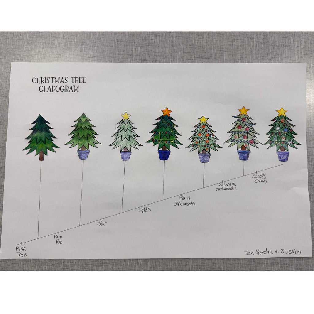 Christmas Tree Cladogram, exploring the evolutionary relationships of everyone’s favorite holiday icon in a fun, festive twist on biology.