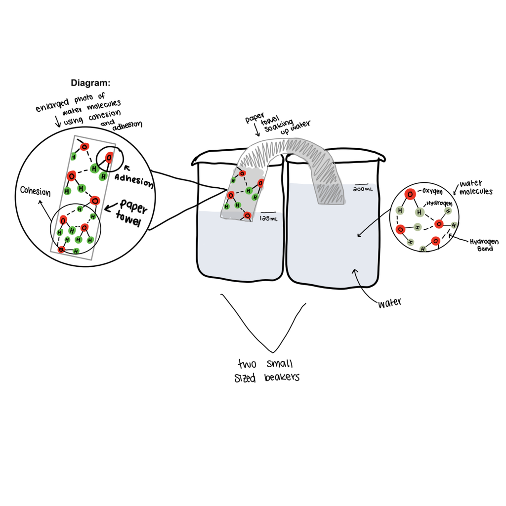 Diagram by Maya Michel and Ava Nies