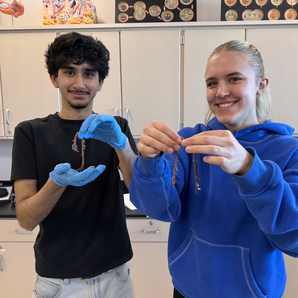 Shoaib Essa and Nena Pfeffer use nightcrawlers and meal worms to study cellular respiration in Pre-AP Biology.