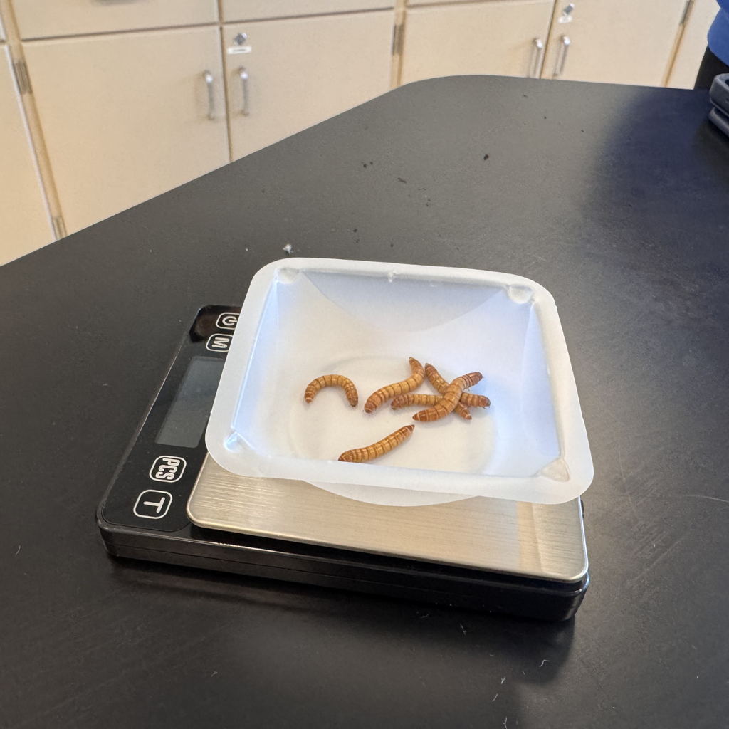 Shoaib Essa and Nena Pfeffer use nightcrawlers and meal worms to study cellular respiration in Pre-AP Biology.