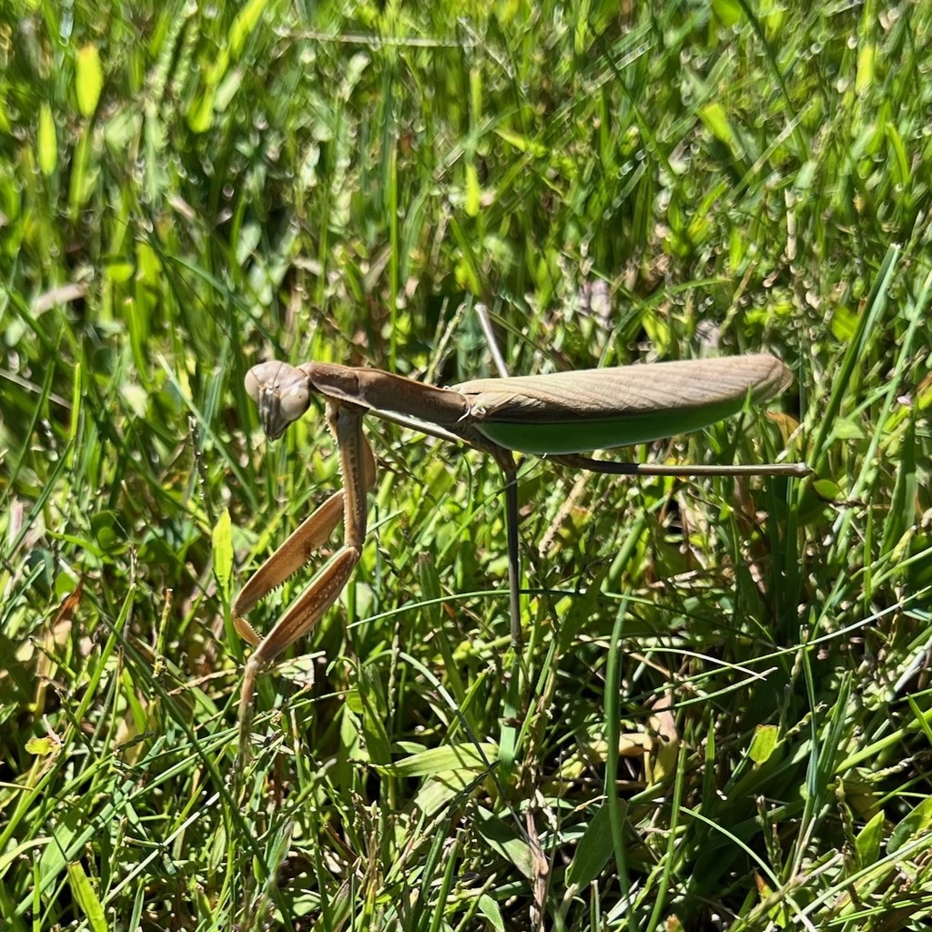 praying mantis
