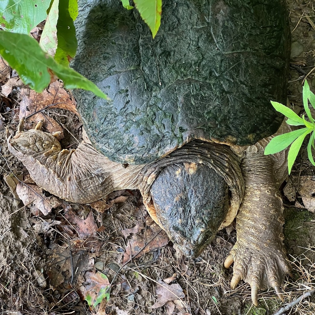turtle