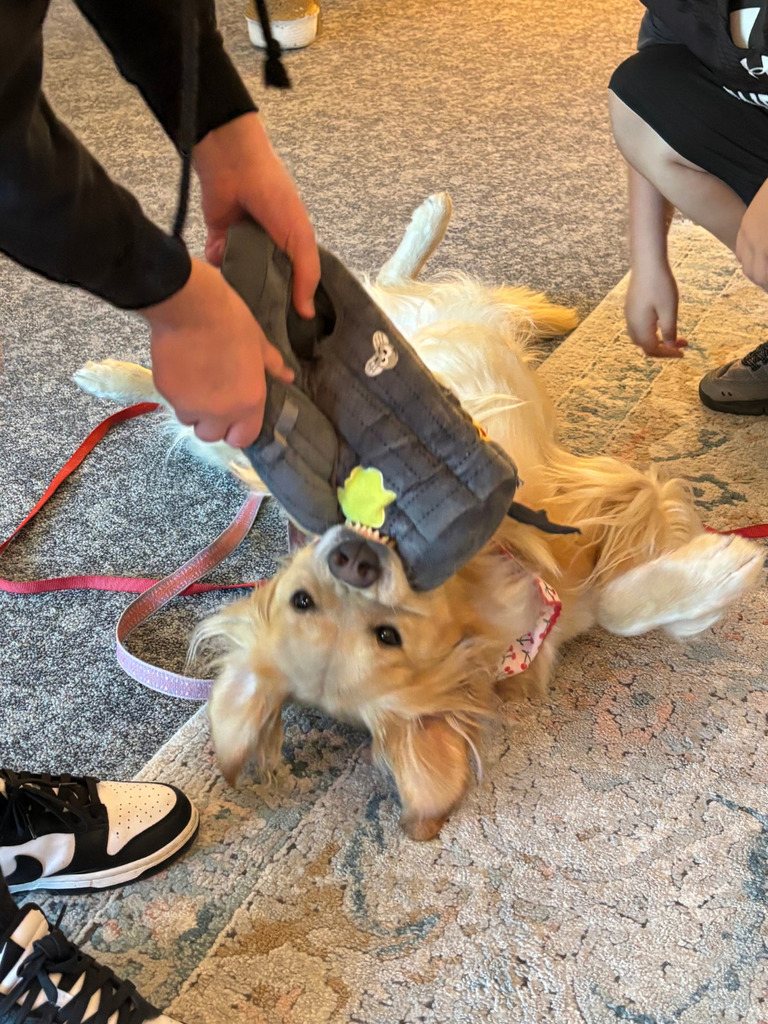 dog