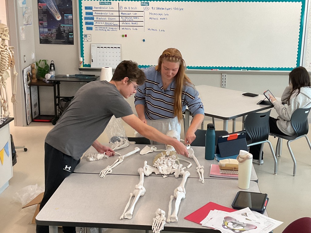 students working on a skeleton