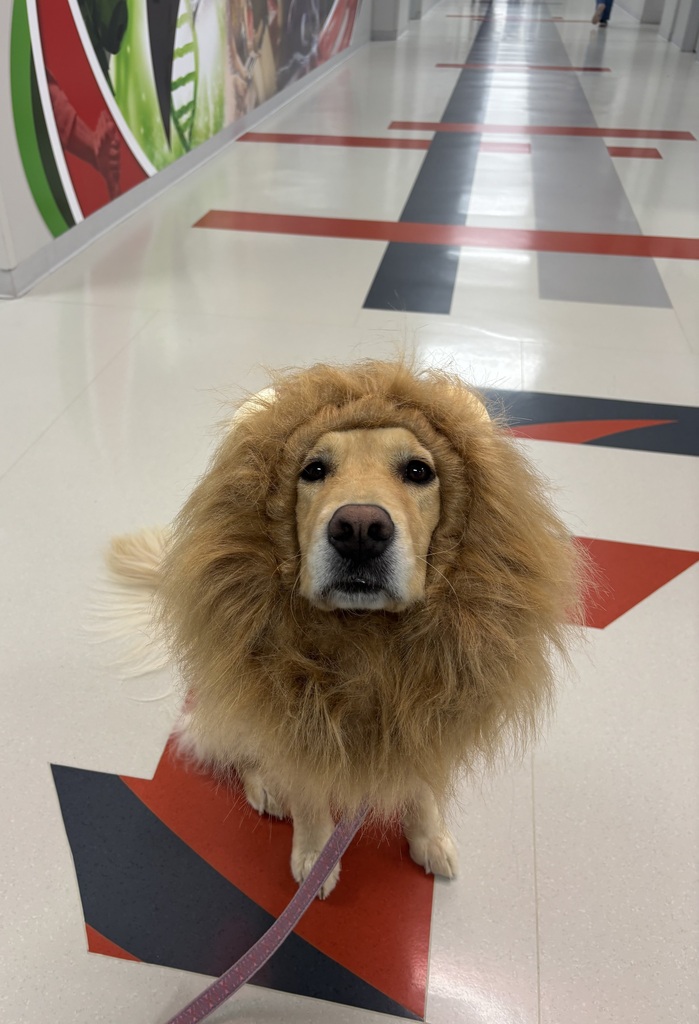 dog in a costume 