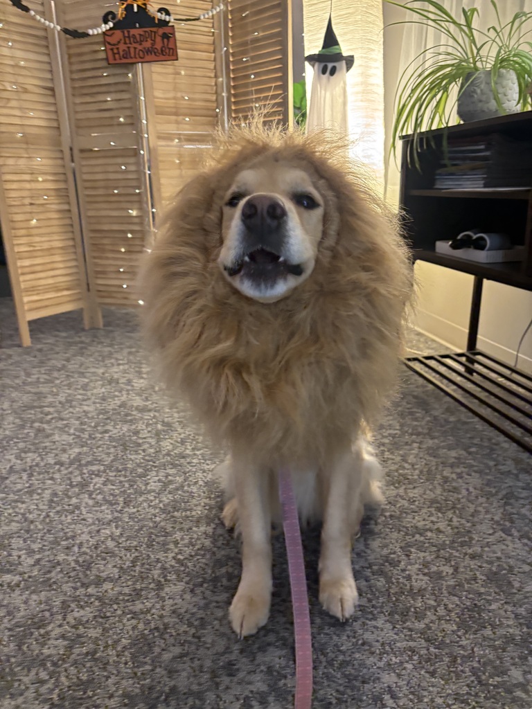 dog in a costume 