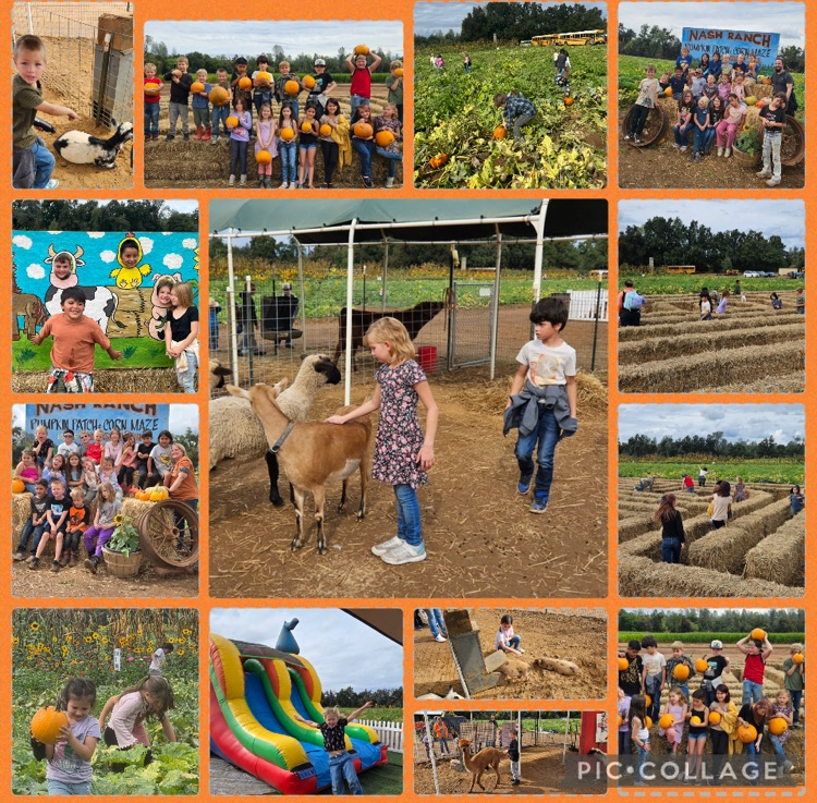 pumpkin patch