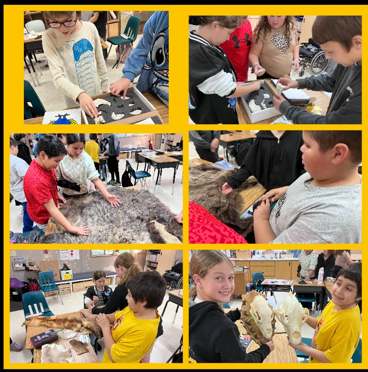 5th Grade~ Discovery trunk from Grizzly Wolf Discovery Center in West Yellowstone. Studying food chains & adaptations.  Fall River Joint Unified School District Shasta County Office of Education