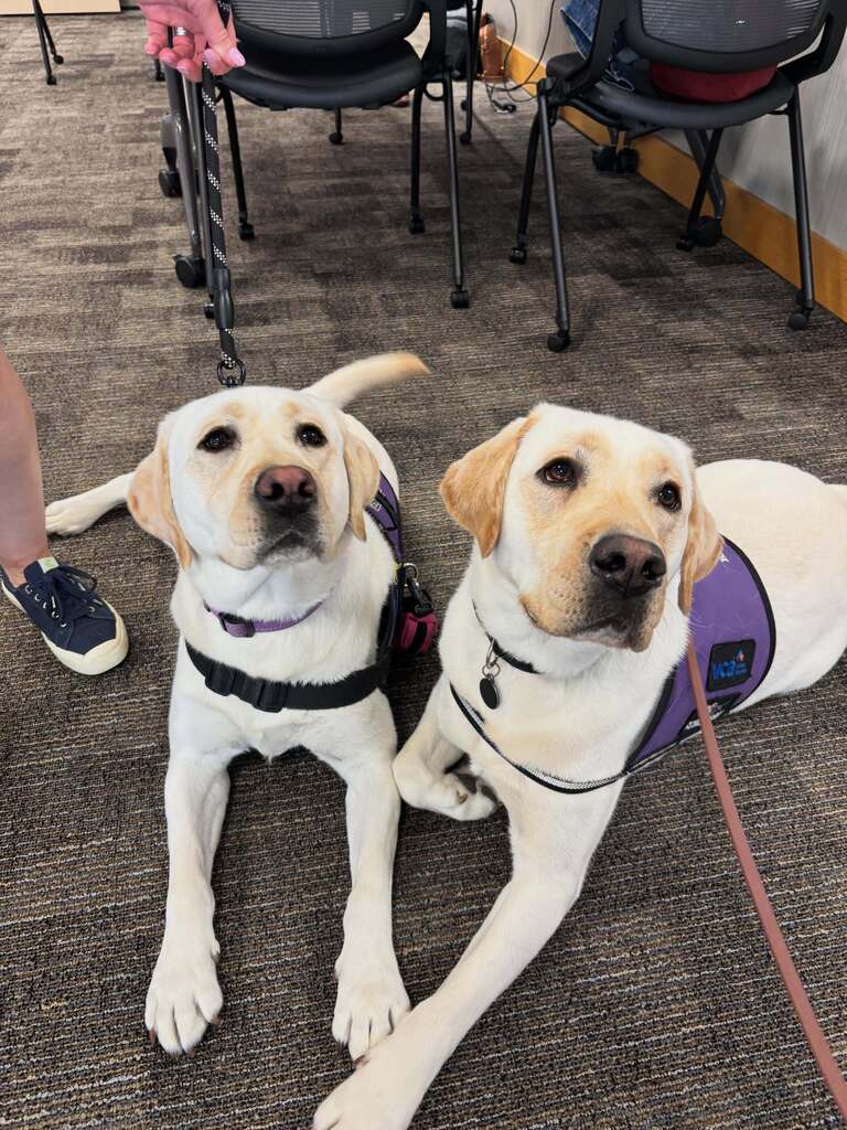 Two yellow Labrador retrievers wearing purple service dog vests lying on a carpeted floor indoors.